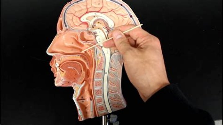 Does air go from nose to brain?