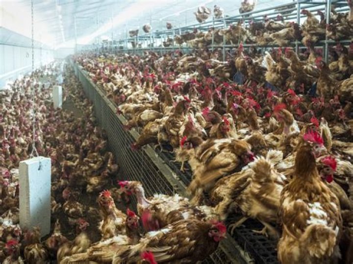 Does Aldi use factory farms?