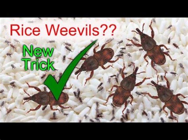 Does all rice have weevils?