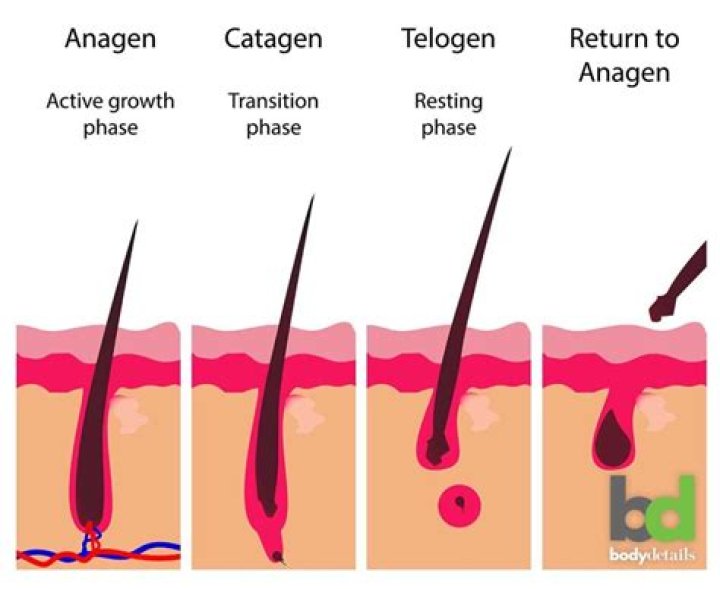 Does armpit hair stop growing?