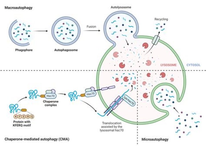 Does autophagy reduce inflammation?