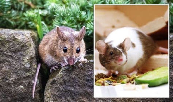 Does baby powder deter mice?