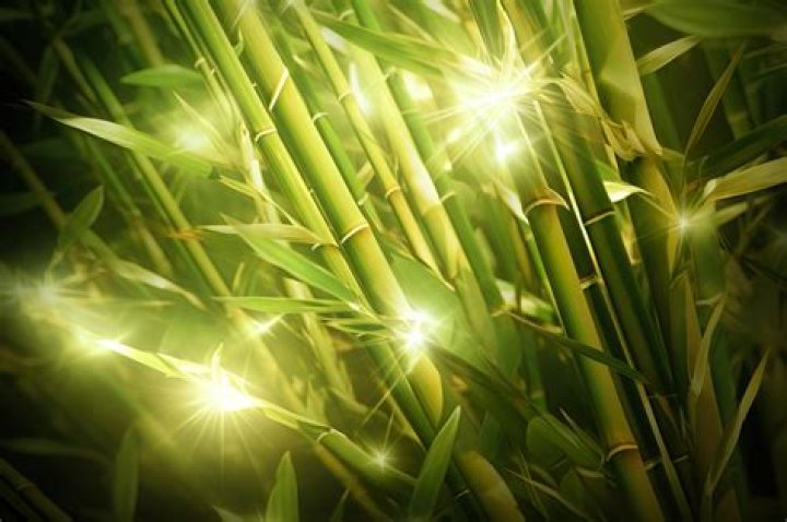 Does bamboo absorb water?