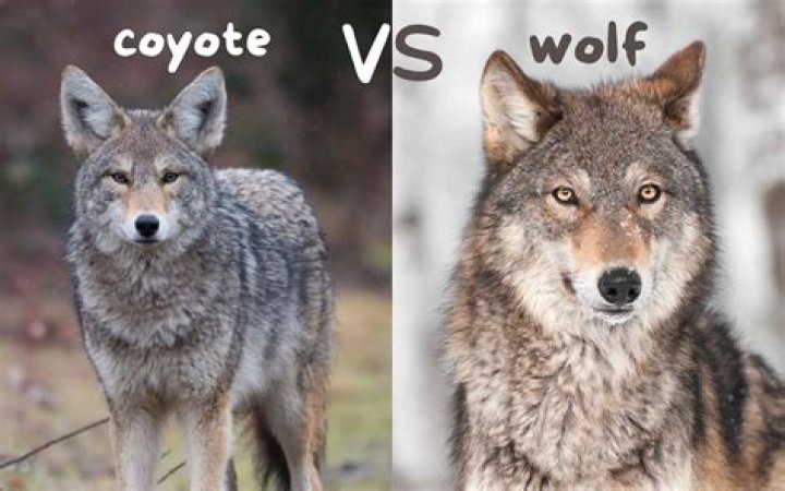 Does Boris the wolf have a tail?