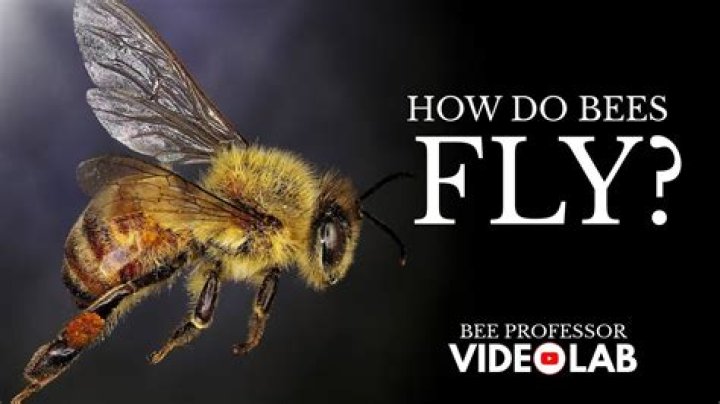 Does Burt's Bees actually get you high?