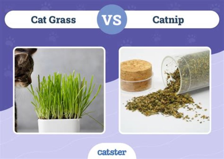 Does catnip calm cats down or hype them up?