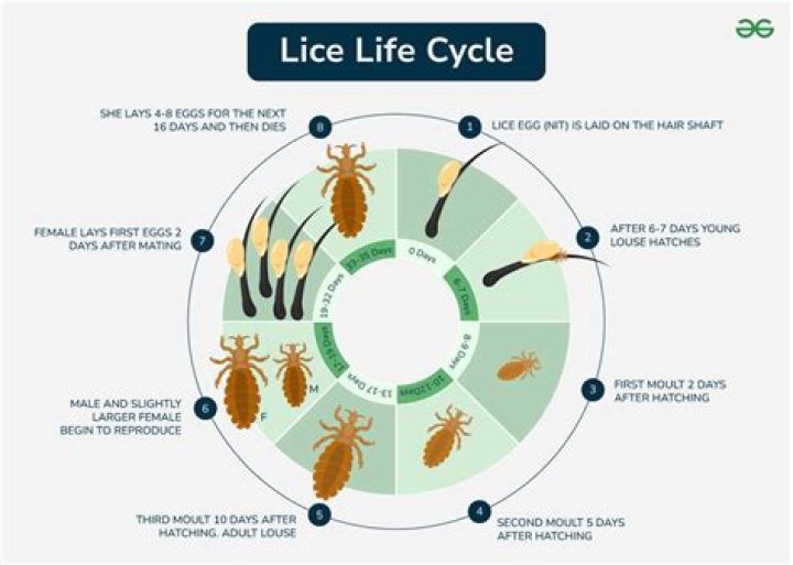 Does conditioner suffocate lice?