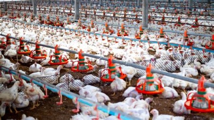 Does Costco have their own chicken farms?