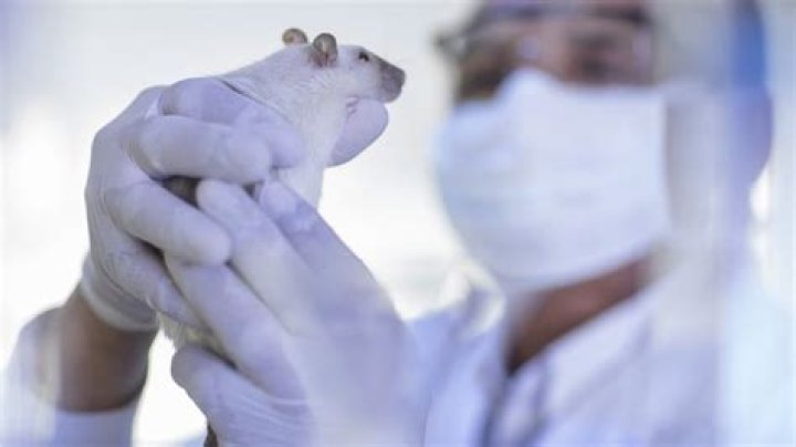 Does crest do animal testing?