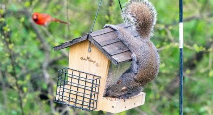 Does crushed red pepper keep squirrels out of bird feeders?