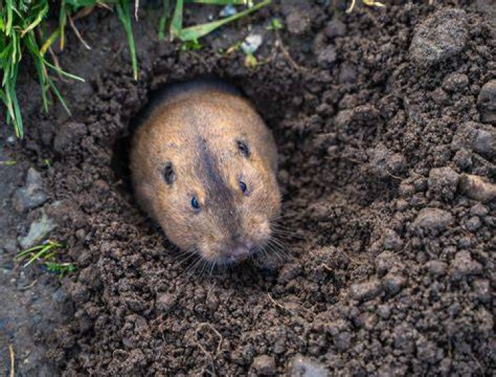 Does filling gopher holes with water?