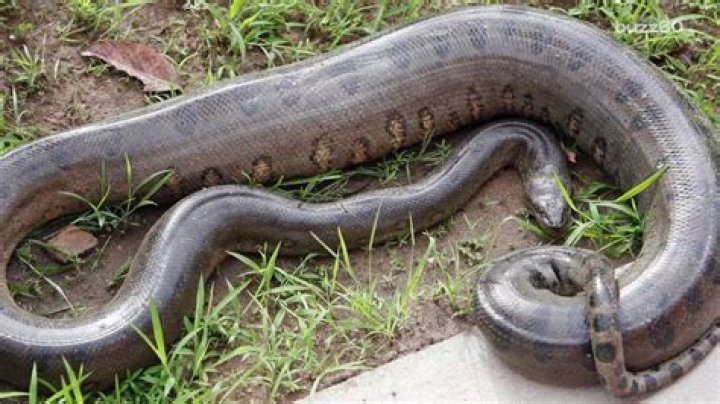 Does Florida have anacondas?