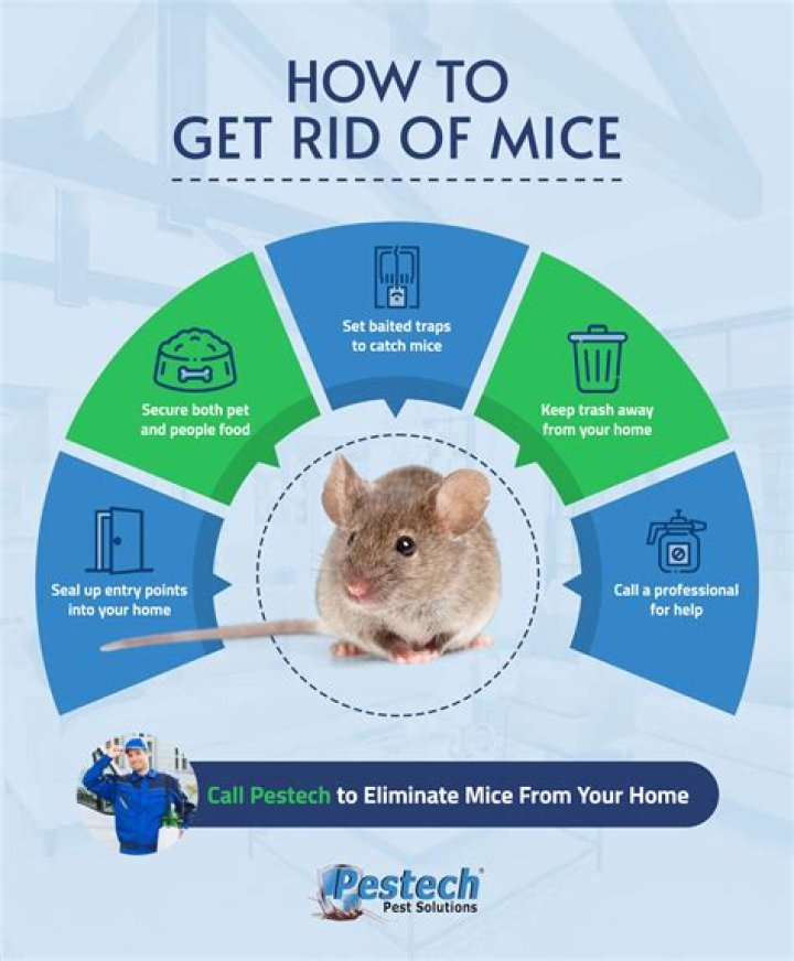 Does lavender get rid of mice?