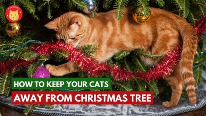 Does lemon keep cats away from Christmas tree?