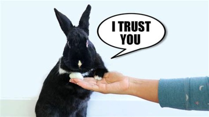 Does my rabbit trust me?