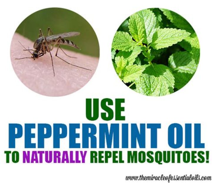Does peppermint oil keep mosquitoes away?