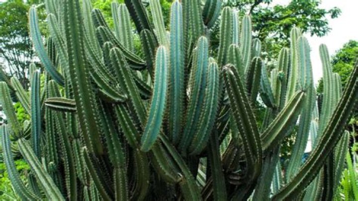 Does potato cactus grow back?