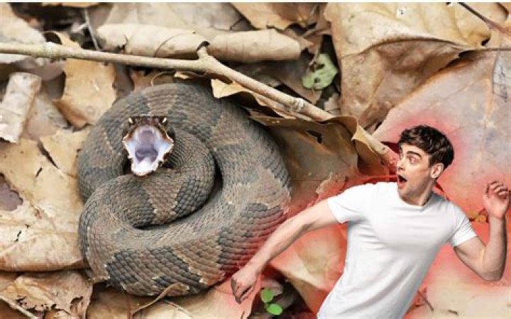 Does snake stay one place?