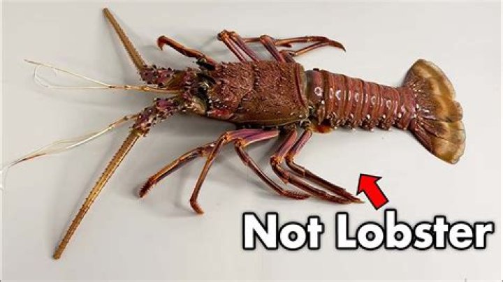 Does stabbing a lobster kill it?