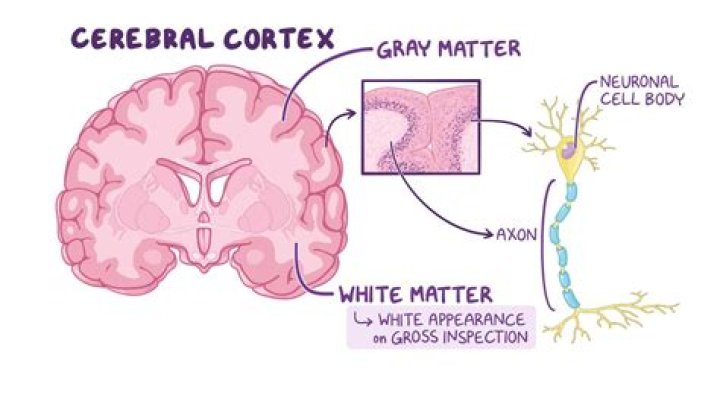 Does white matter increase with age?
