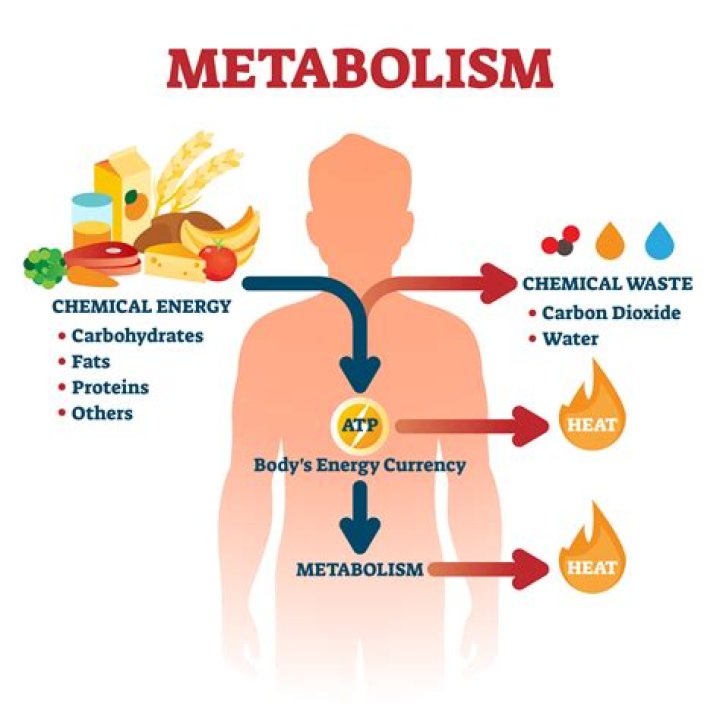 Does wine slow metabolism?