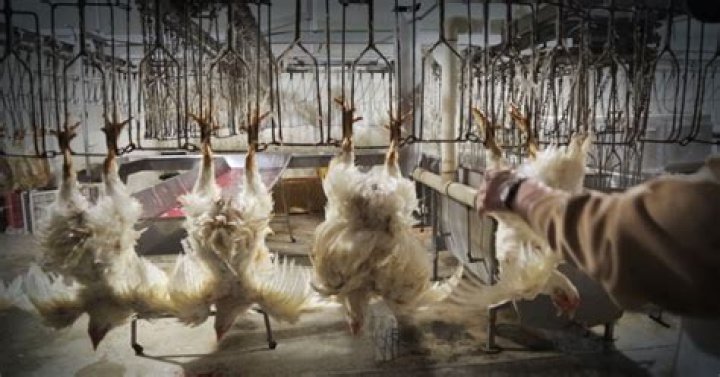 How are chickens slaughtered UK?