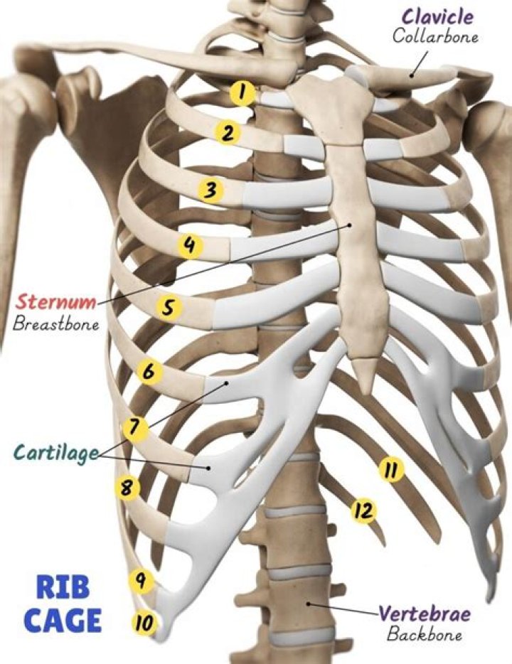 How are human ribs numbered?