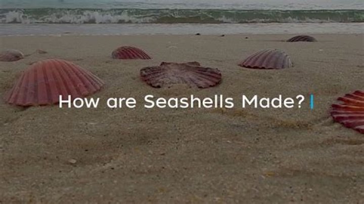 How are seashells born?