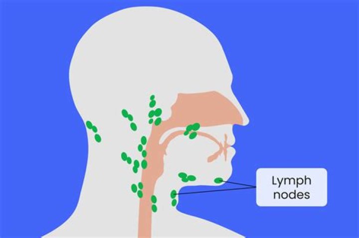 How big are lymph nodes in the neck?
