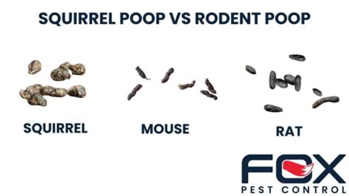 How big are squirrel droppings?