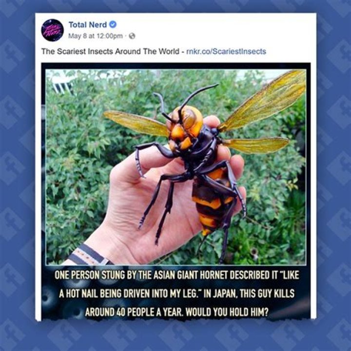 How big is a giant hornet?