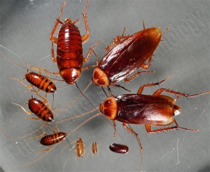 How big is a newly hatched cockroach?
