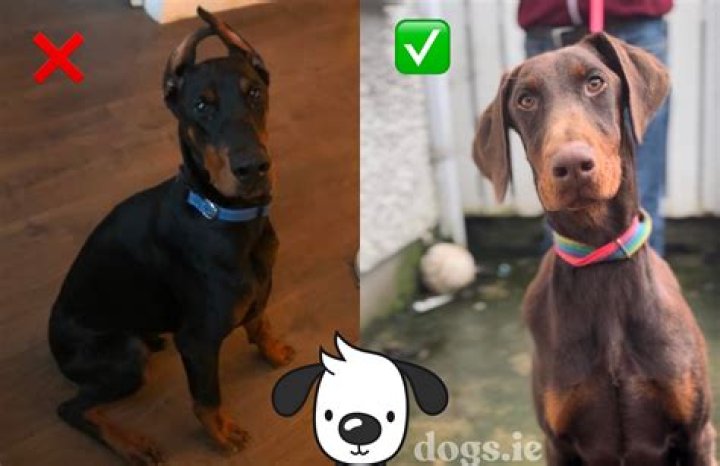 How can I crop my dog's ears myself?