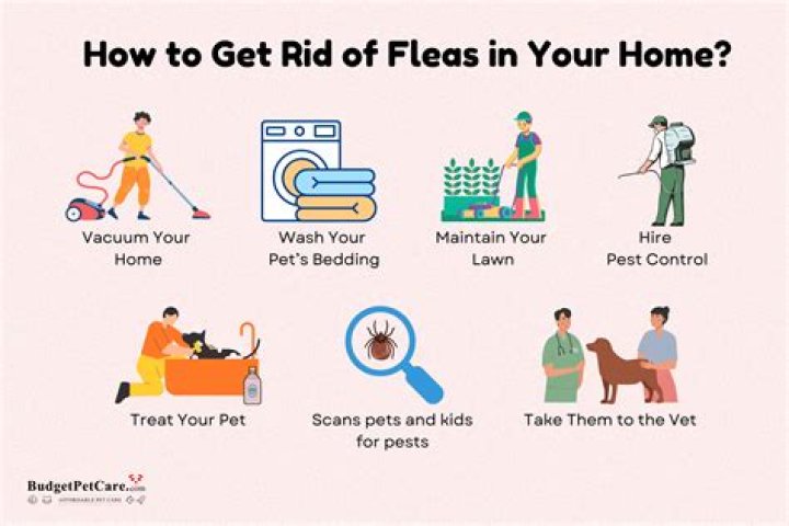 How can I get rid of fleas in my house forever?