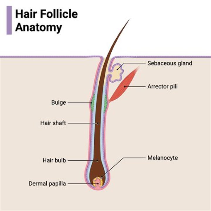 How can I increase the number of hair follicles on my head?