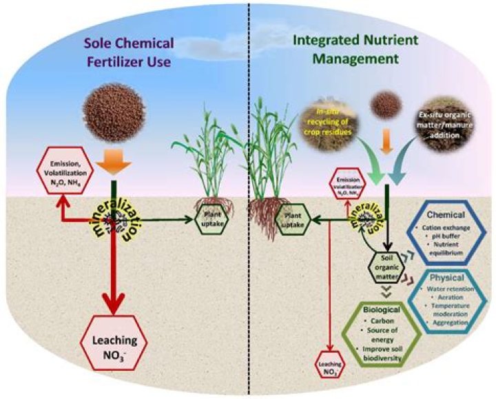 How can I make soil better without fertilizer?