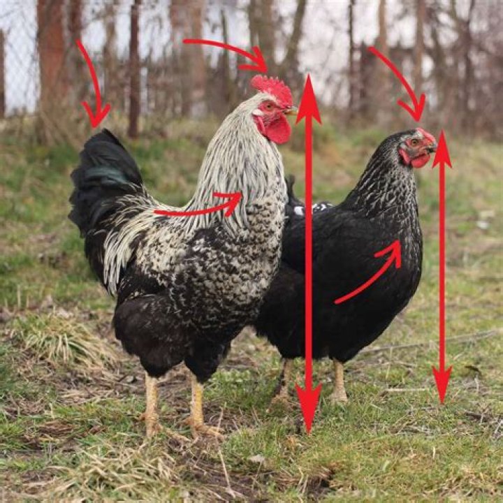 How can you tell if a horse is footed?
