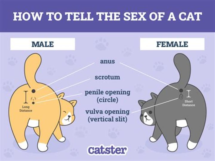 How can you tell if your cat is lonely?