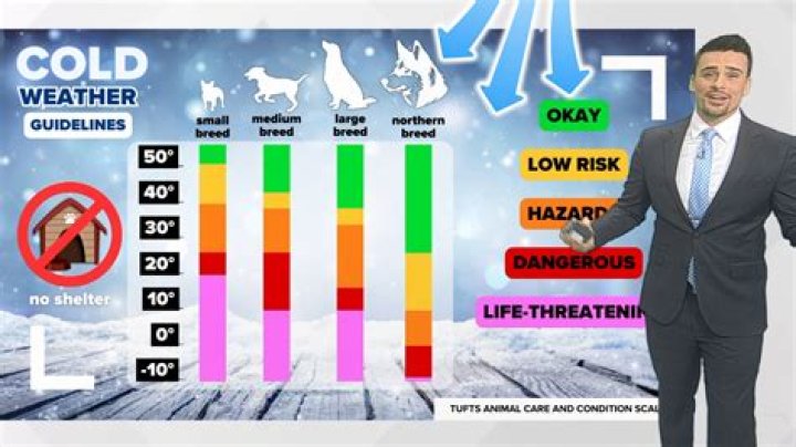 How cold is too cold for tropical fish?
