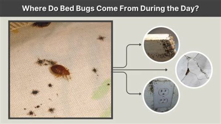 How do bed bugs come out of hiding in day time?