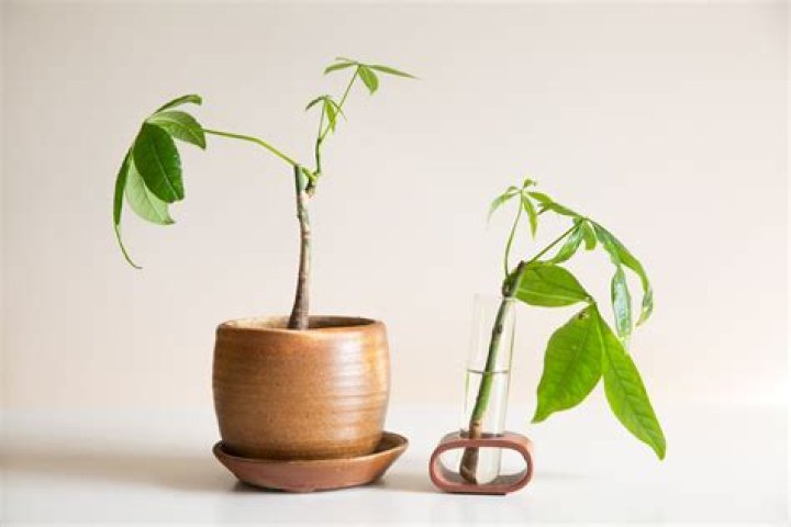 How do I breed a money tree?