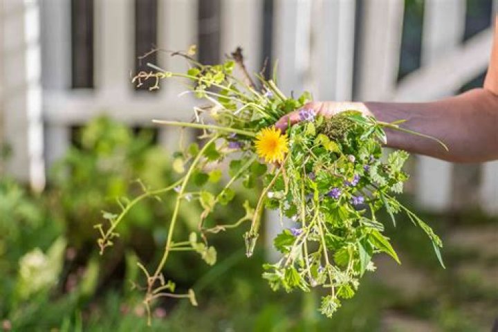How do I clear my garden full of weeds?