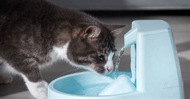 How do I get my cat to not be afraid of water?