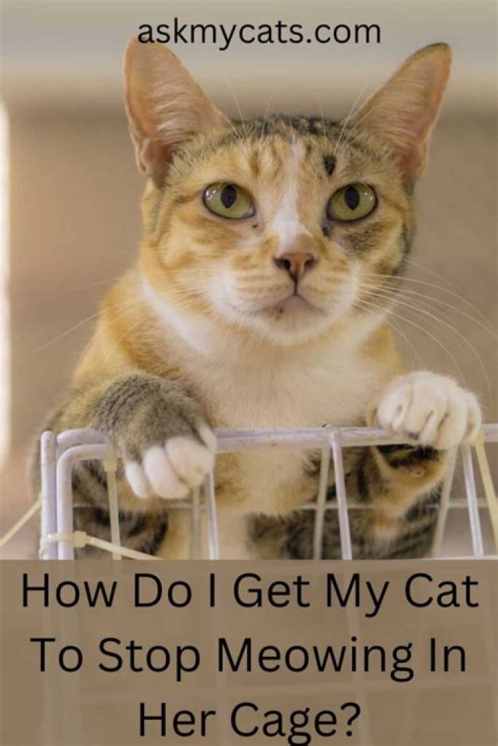 How do I get my cat to tolerate being held?