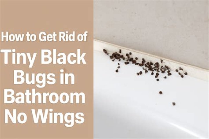 How do I get rid of bugs in my bathroom?