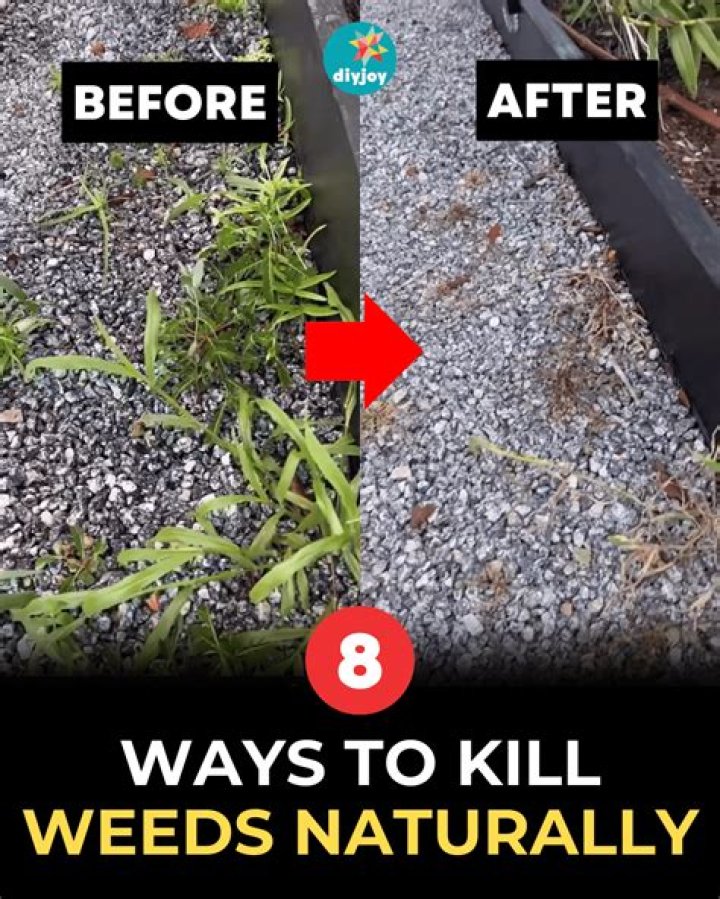 How do I get rid of weeds before seeding my lawn?