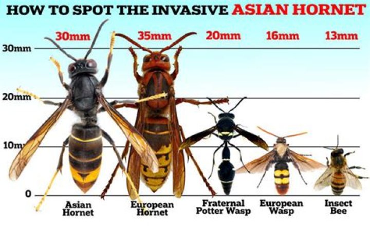 How do I identify a hornet?