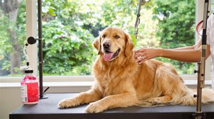 How do I keep my dog calm during grooming?