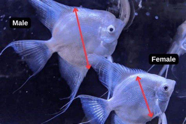 How do I know if my angelfish is male or female?