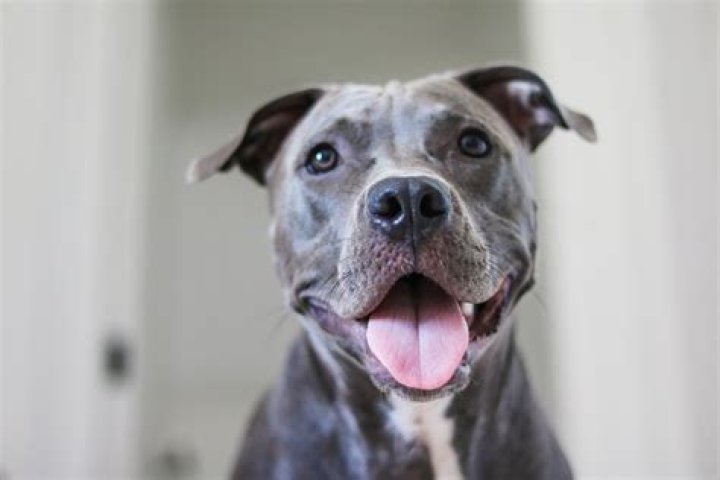 How do I know if my Pitbull is a blue nose?